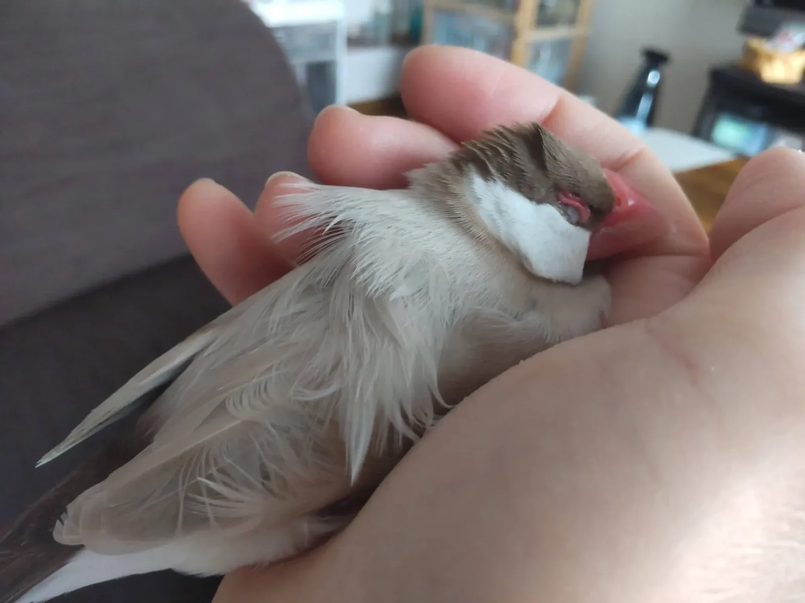 羽根ぐっちゃぐっちゃの文鳥