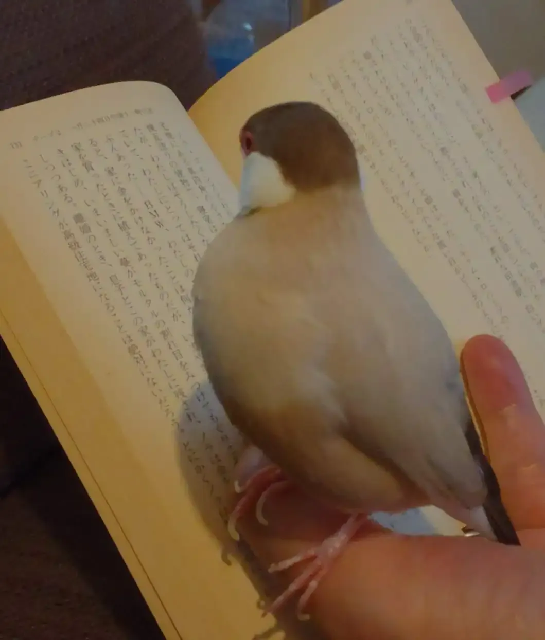 文鳥は読書家