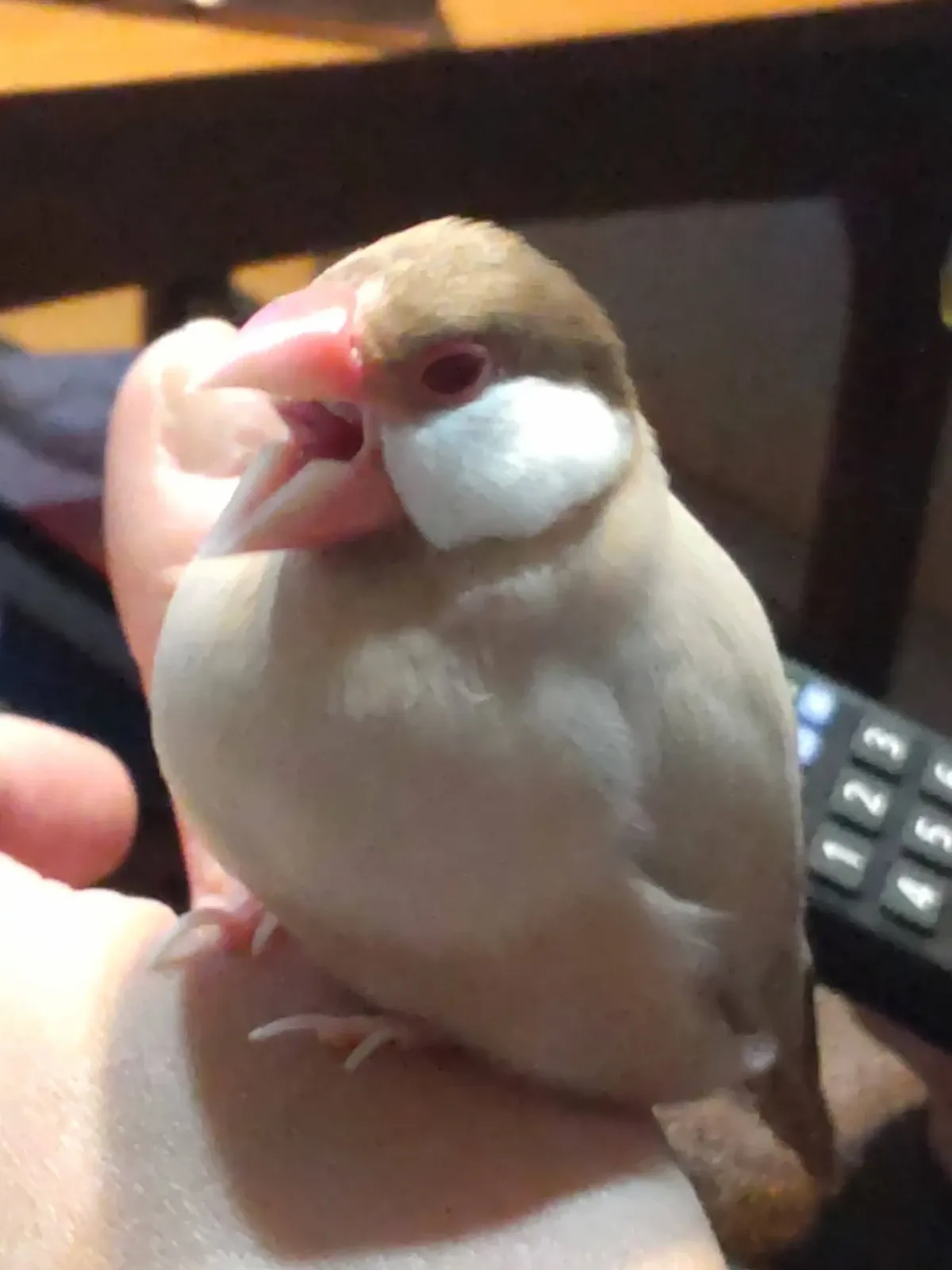 文鳥の小さなあくびの瞬間